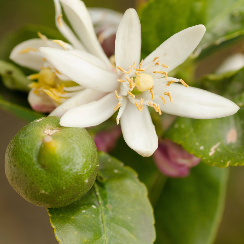 Lemon Tree Blossom Honey, 500g, Spain