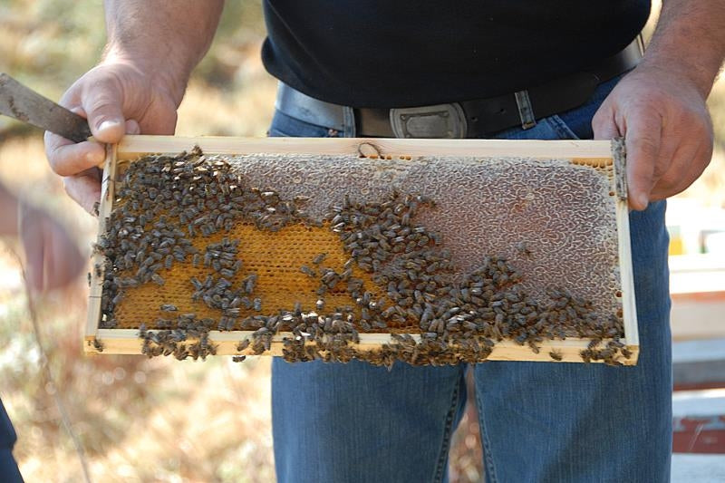 AORITIKO Cretan Mountains Honey 500g, Greece