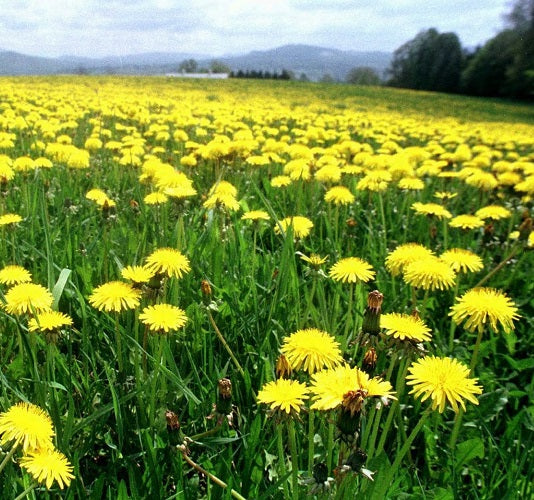 Dandelion honey, 500g, Italy
