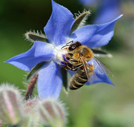 HANTZ Blue Borage Honey, 500g, New Zealand